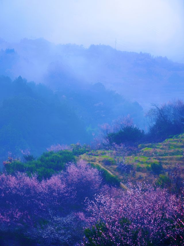 【賣花漁村】我在徽州私藏的初春仙境找到啦