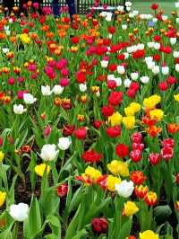 一不小心掉進鬱金香花海裏