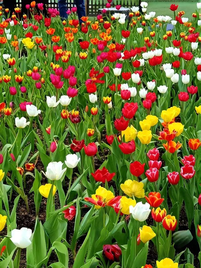 一不小心掉進鬱金香花海裏