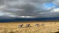Lemala Ngorongoro Camp坦桑尼亞帳篷酒店