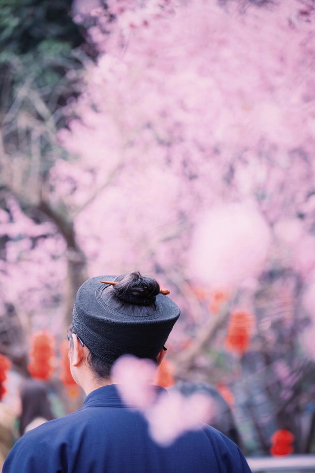 成都-青羊宮-美人梅