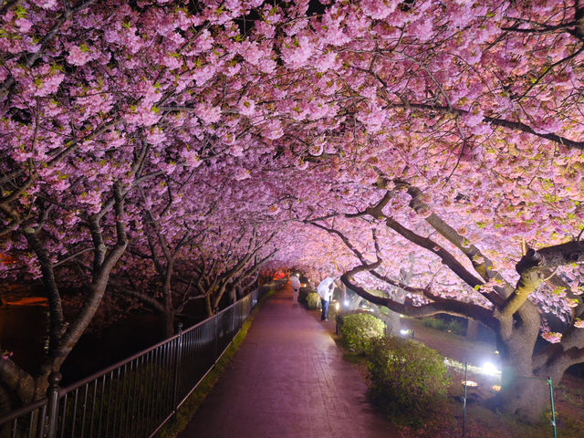 河津夜櫻の粉色暴擊！2025早春限定の發光櫻花