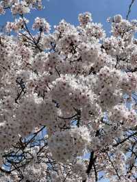 藏在京都北邊的浪漫🌸 本地人私藏賞櫻地