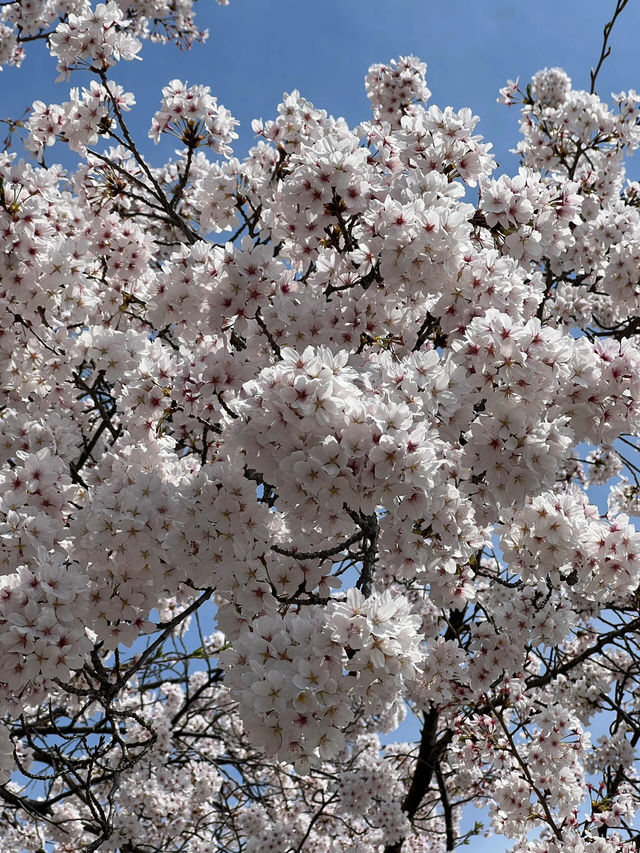 藏在京都北邊的浪漫🌸 本地人私藏賞櫻地