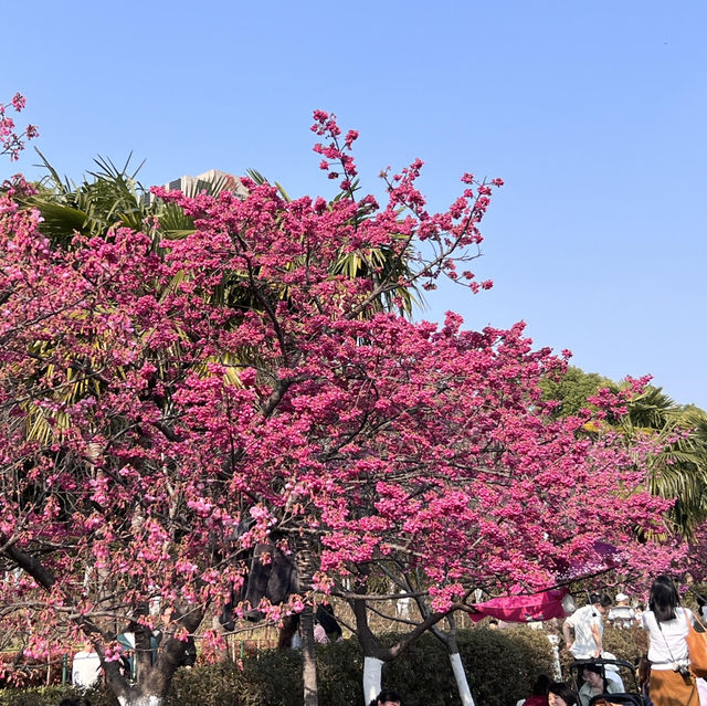 🌸上海早櫻盛放！今日大寧公園人潮洶湧