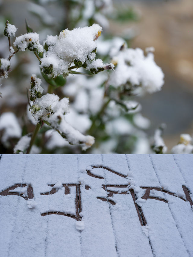 雪後的拉薩，氛圍感拉滿！