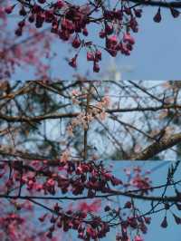 Discover the Spring Blossoms in Jinhua