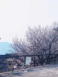 花期只有1週，錯過等一年