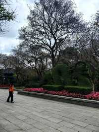 南寧寶藏小眾0元公園｜金花茶公園