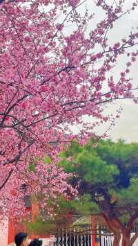 武漢櫻花季，哪些隱藏賞櫻地值得發掘？
