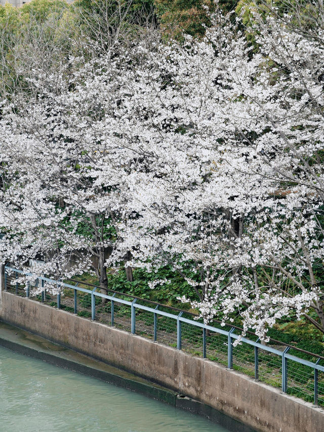 🌸上海櫻花必打卡路線