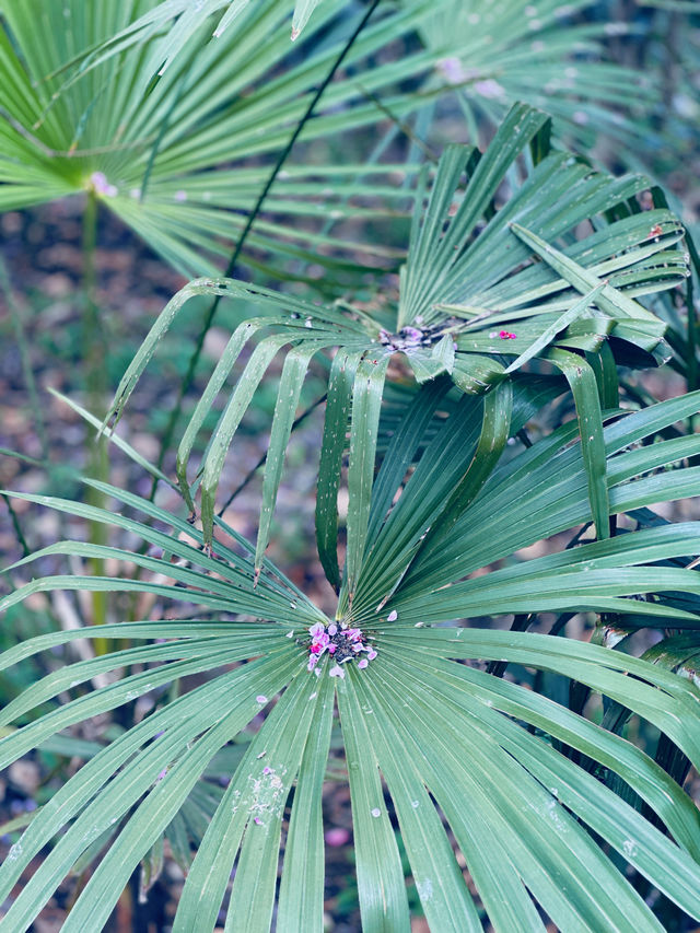 禹州免費的快樂！春日逛森林植物園