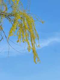 鄭州踏春好地方，一定要來蝶湖！