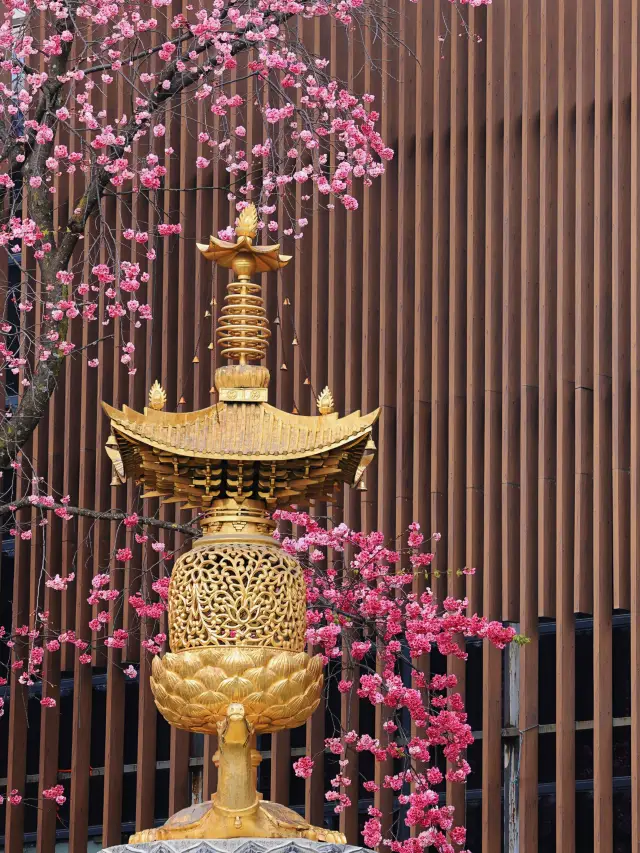 Hidden Gems for Cherry Blossom Viewing in Dali This Spring｜Four Free Niche Spots for Trip Moments