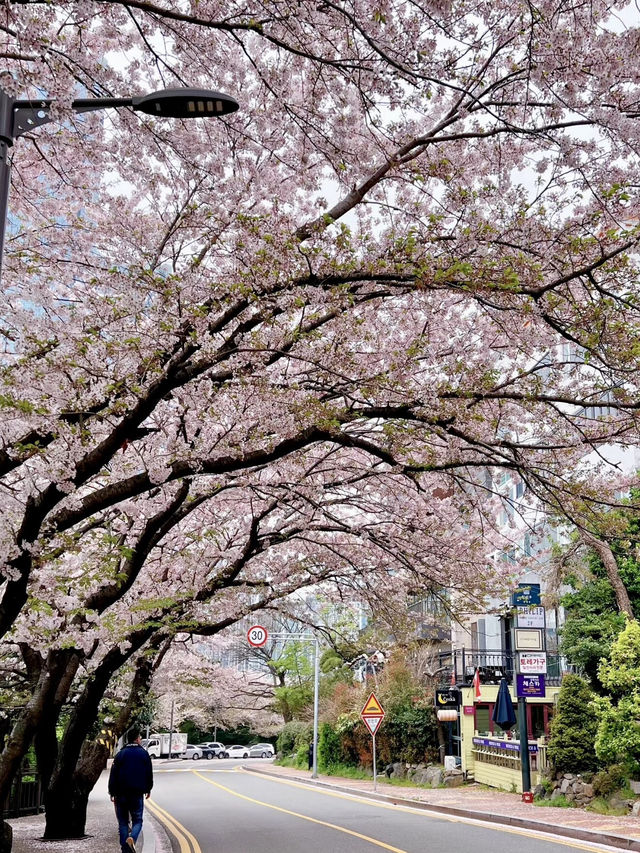 櫻映迎月，春漫東萊