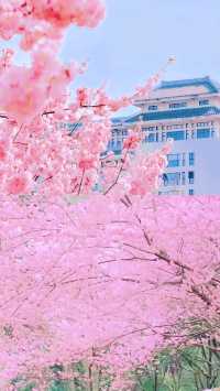 武漢大學攻略：預約，參觀路線，拍照打卡
