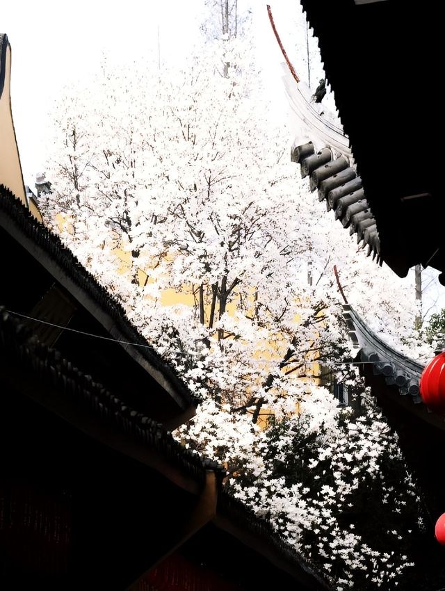 春日倒數計時!上海這片鬱金香花海即將封神 春日倒數計時!上海這片鬱金香花海即將封神