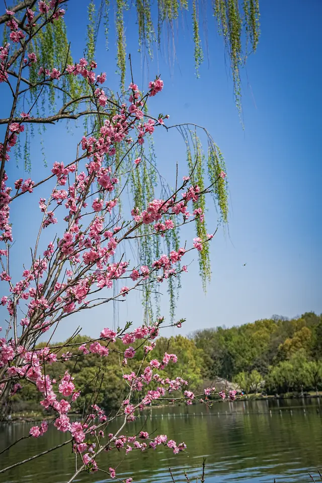 It's that time of year again for peach blossom viewing in Hangzhou!