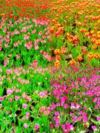 驚喜解鎖寶泉秘境 鬱金香花海浪漫來襲