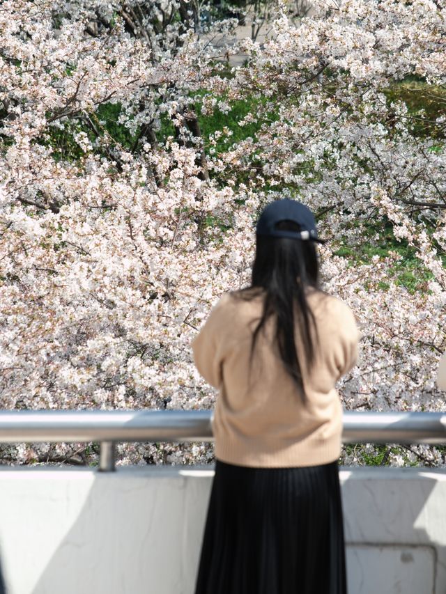 今日賞櫻必到｜虹口足球場櫻花季限定浪漫！