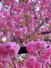 北京賞花了