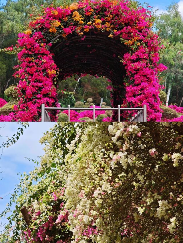 蓮花山公園|趁著花期走去深圳的春天裡