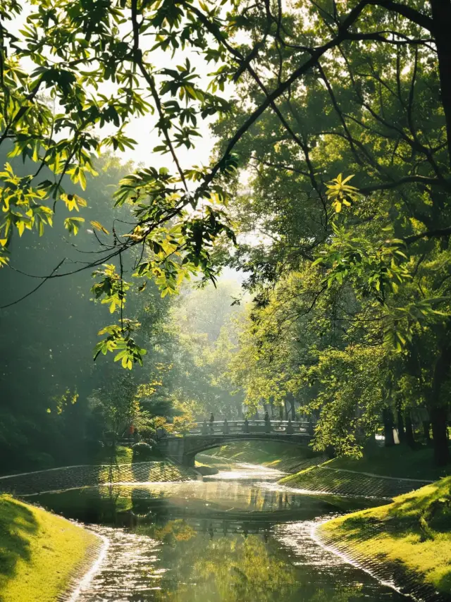 Wuhan Liberation Park: A Spring Palette Straight Out of an Oil Painting! Tulip Season Alert!