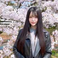 🌸【賞櫻圖鑒】鹿兒島熊本福岡賞櫻推薦‼️