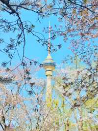 最美櫻花季｜唔使去東京，喺北京玉淵潭都有得睇