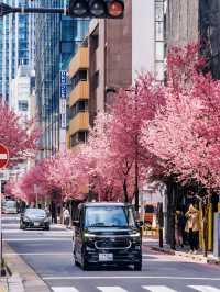 日本賞櫻🌸多條路線攻略請收好