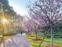 上海|顧村公園|春日櫻花詩旅