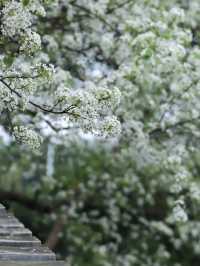 北京梨花季｜勇闖春日限定「雪國秘境」