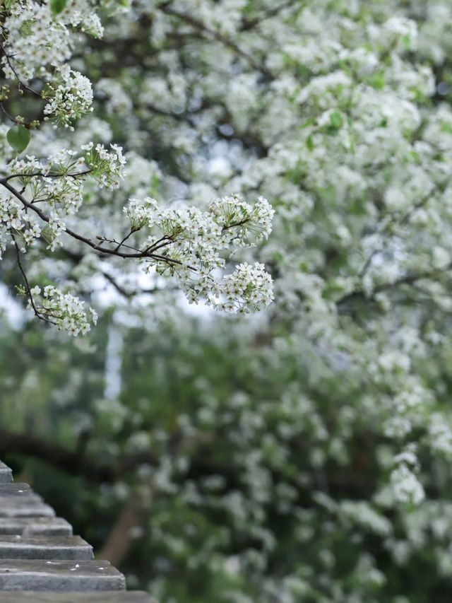 北京梨花季｜勇闖春日限定「雪國秘境」