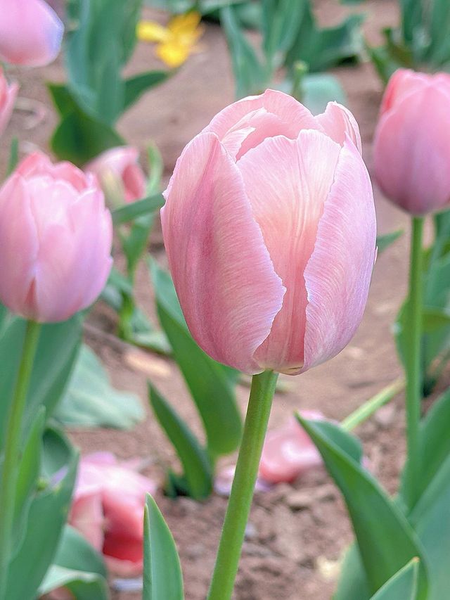 西安賞花遊興慶宮鬱金香花海太美了