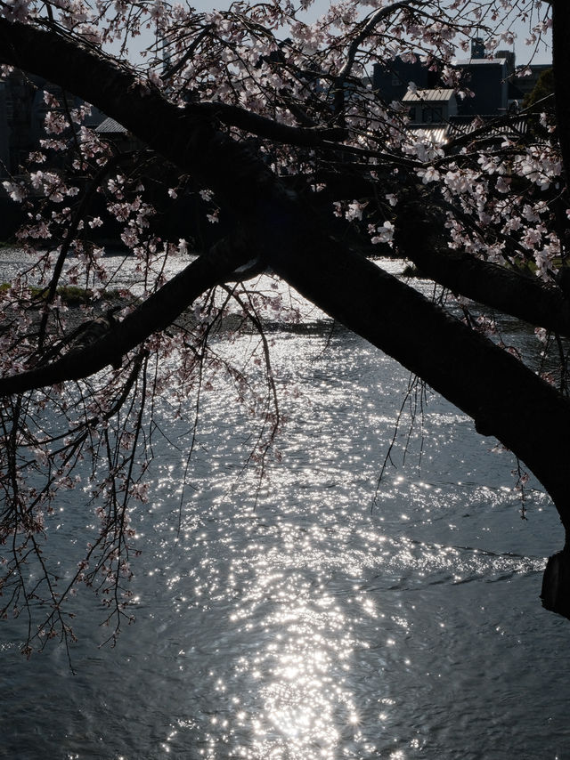名古屋市區櫻花天花板！鶴舞公園「夜櫻點燈」美到窒息✨