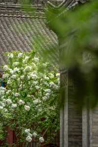 西安｜繡球花開大興善寺裡的春和景明