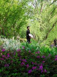 以為臨平公園夠美了！直到去了湖州杜鵑花海