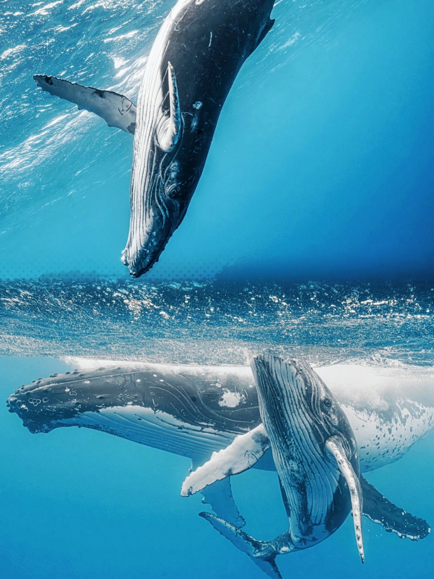 トンガのおすすめ観光スポット2026年（2月更新）| Trip Moments