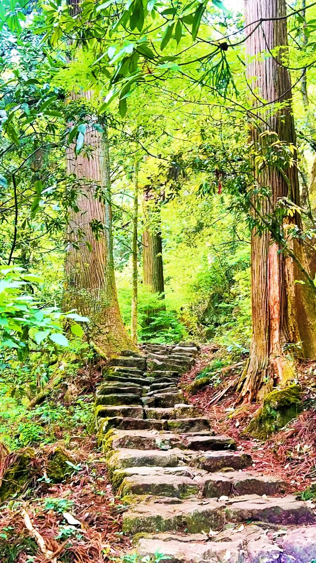 吸氧寶藏地！在天目山沉浸式感受自然靈氣