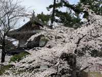 🌸2025弘前公園 | 日本頂流賞櫻天花板