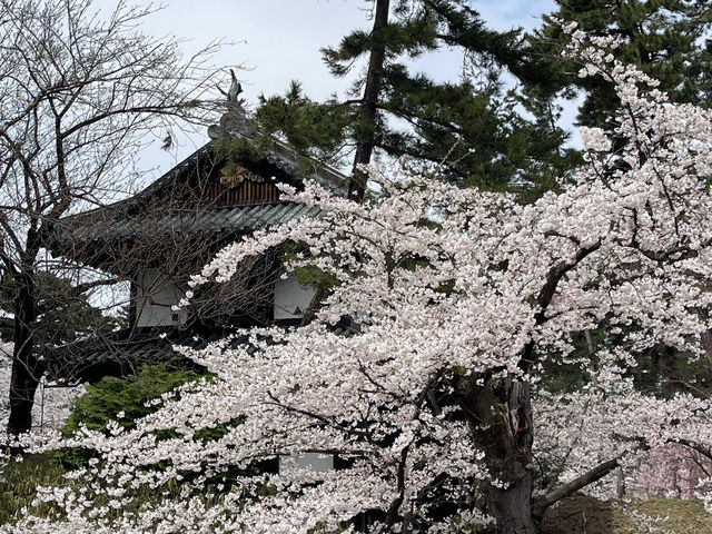 🌸2025弘前公園 | 日本頂流賞櫻天花板