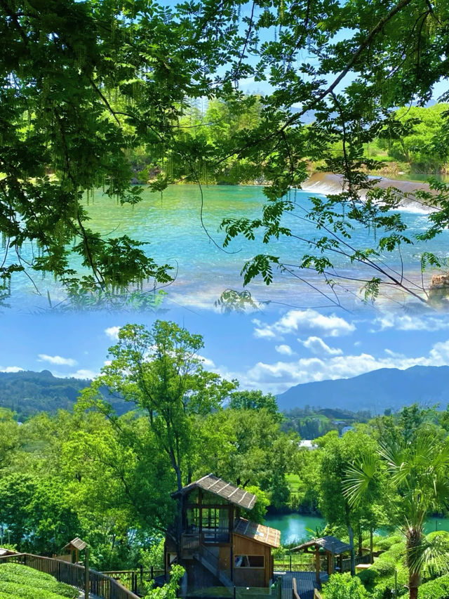 不知道五一去邊度就來武夷山飲大紅袍悠閒自在