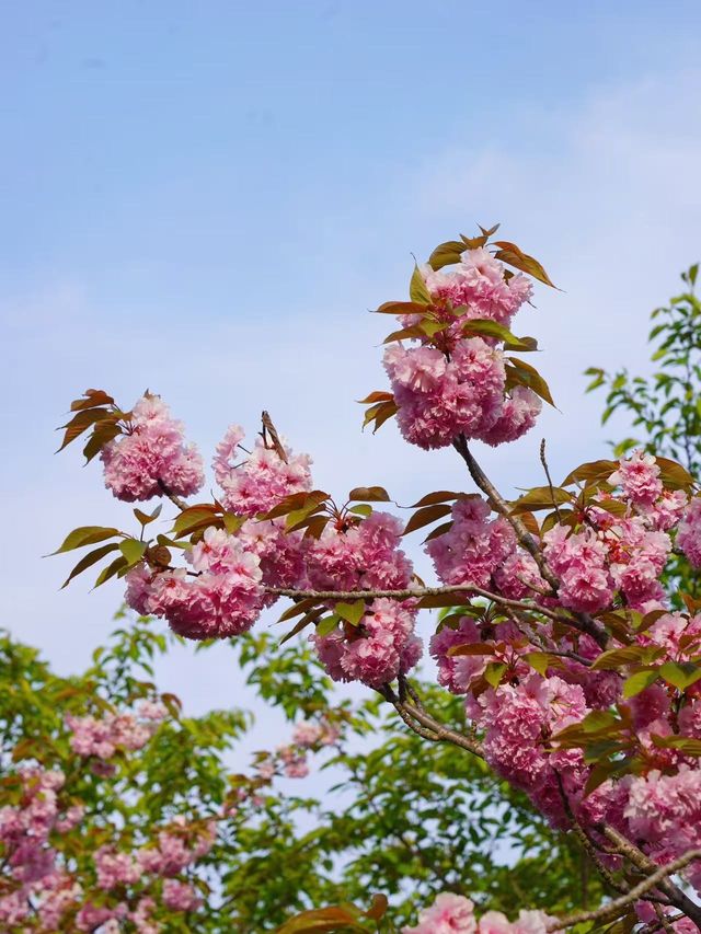 濰坊黃花溪賞櫻花攻略嚟啦~