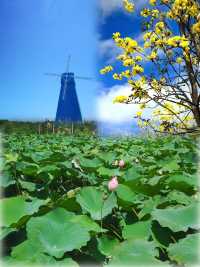湛江春日賞花指南 | 3天2夜帶爸媽邂逅浪漫花海