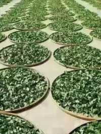 🌱踏入人間綠寶石！漳州茶山
