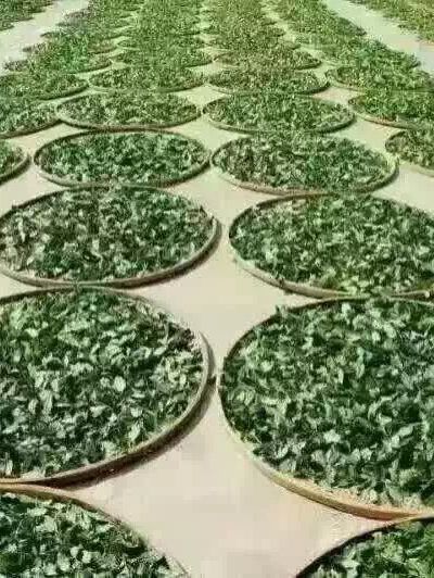 🌱踏入人間綠寶石！漳州茶山