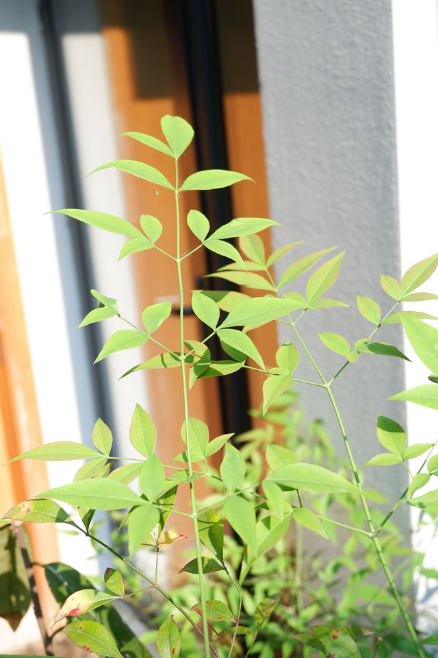 莫干山未遲·林棲谷隱｜住進陽光畫框裡的小眾美學