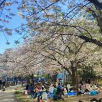 🌸福岡天神中央公園櫻花季全攻略！藏在花海中的百年秘境