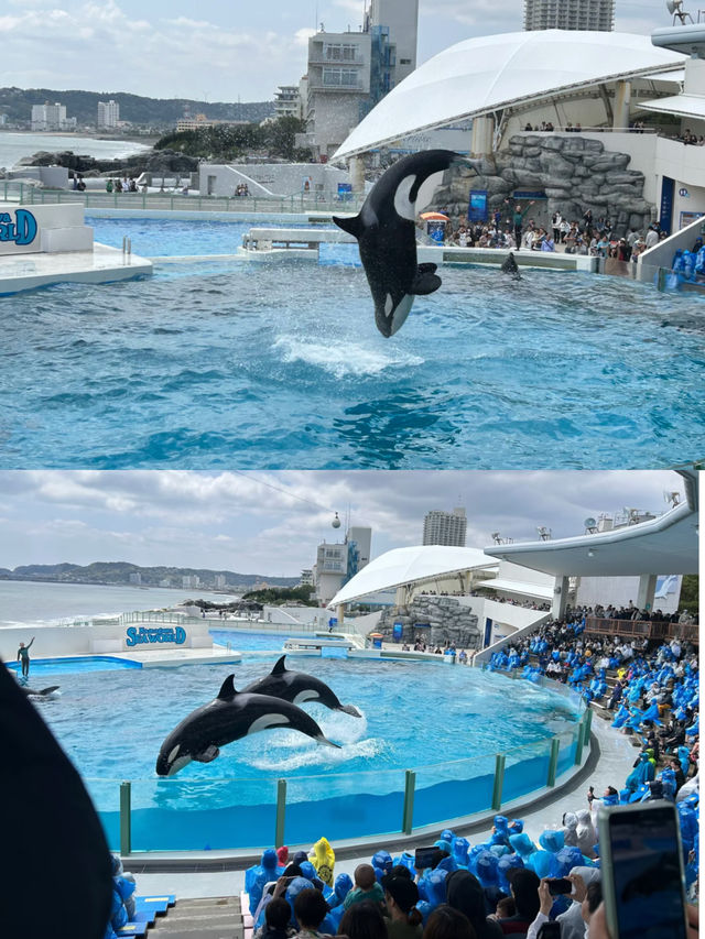 來鴨川海洋世界，展開一場奇妙的藍色之旅吧！