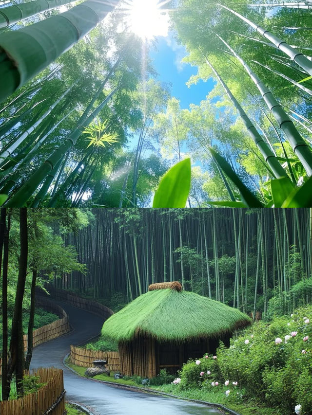 闖進萬畝竹海！這片竹海承包了整個夏天的清涼